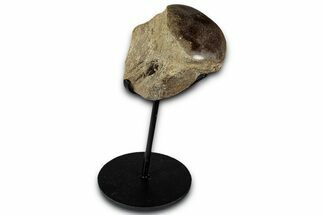 Polished Fossil Mosasaur Vertebra w/ Metal Stand - Texas #350969