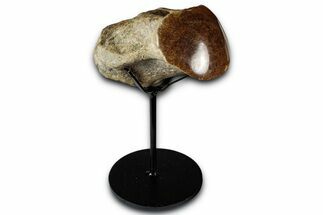 Polished Fossil Mosasaur Vertebra w/ Metal Stand - Texas #350970