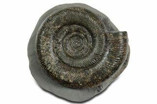 Jurassic Ammonite (Dactylioceras) Fossil - England #351145