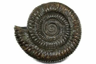 Jurassic Ammonite (Dactylioceras) Fossil - England #351161