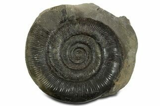 Jurassic Ammonite (Dactylioceras) Fossil - England #351165
