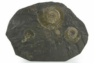Fossil Ammonite Cluster - Posidonia Shale, Germany #350859