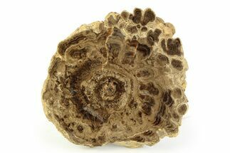 Polished Fossil Stromatolite Colony - Utah #351192
