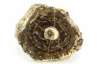 Polished Fossil Stromatolite Colony - Utah #351195