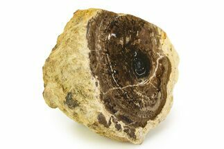 Polished Fossil Stromatolite Colony - Utah #351204