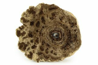 Polished Fossil Stromatolite Colony - Utah #351205