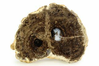 Polished Fossil Stromatolite Colony on Petrified Wood - Utah #351218