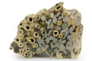 Polished Fossil Teredo (Shipworm Bored) Wood - England #351111
