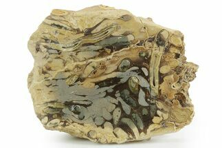 Polished Fossil Teredo (Shipworm Bored) Wood - England #351116