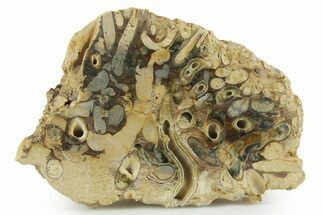 Polished Fossil Teredo (Shipworm Bored) Wood - England #351123