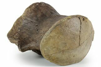 Huge Fossil Mosasaur (Tylosaurus) Vertebra Centrum - Texas #351220