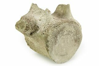 Fossil Whale Thoracic Vertebra - Yorktown Formation #351092