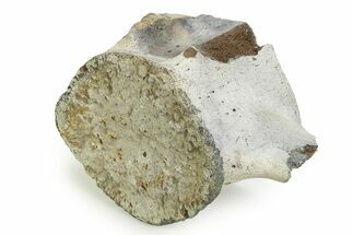 Fossil Whale Lumbar Vertebra - Yorktown Formation #351095