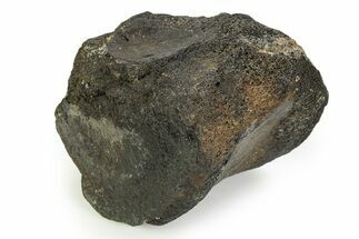 Fossil Whale Thoracic Vertebra - South Carolina #351098