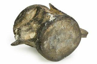 Fossil Whale Lumbar Vertebra - South Carolina #351106