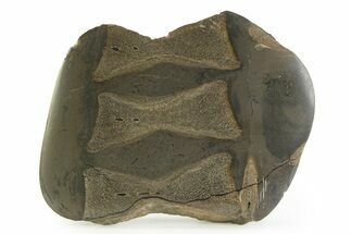 Fossil Ichthyosaur Vertebrae In Cross-Section - England #351242