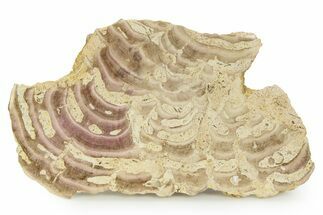 Polished Jurassic Fossil Sponge (Solenopora) - England #351254