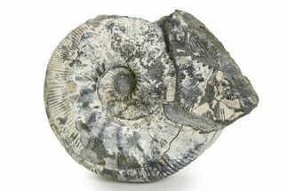 Jurassic Ammonite (Kepplerites) Fossil - Gloucestershire, England #351258
