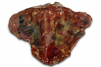 Polished Petrified Rainbow Wood (Araucarioxylon) - Arizona #350862