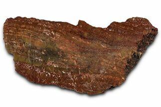 Polished Petrified Wood (Araucarioxylon) - Arizona #350865