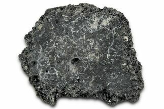 Fossil Glyptodont (Glyptotherium) Bony Armor Osteoderm - Florida #351056