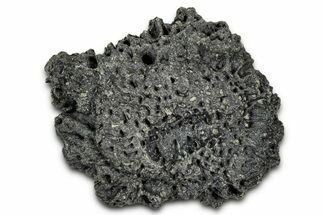 Fossil Glyptodont (Glyptotherium) Bony Armor Osteoderm - Florida #351066