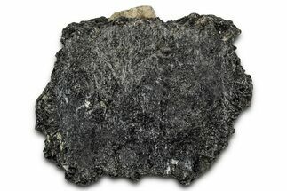 Fossil Glyptodont (Glyptotherium) Bony Armor Osteoderm - Florida #351073