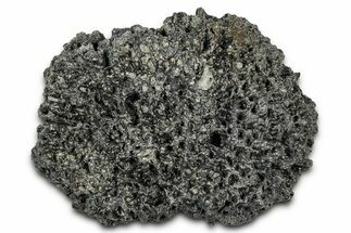 Fossil Glyptodont (Glyptotherium) Bony Armor Osteoderm - Florida #351083