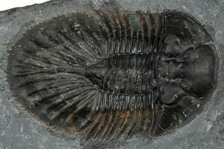 Thysanopeltis Trilobite - Boudib, Morocco #351293