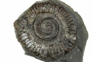 Jurassic Ammonite (Dactylioceras) Fossil - England #351303