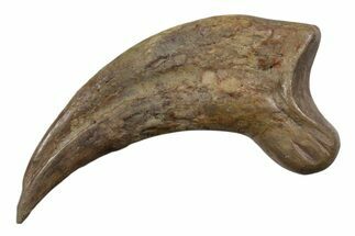 Fossil Dromaeosaurid Killing Claw - North Dakota #342180
