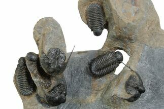 Cluster of Five Rare Actinopeltis With Three Onnia - Morocco #351326