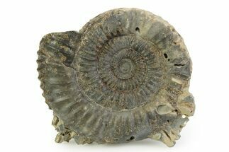 Jurassic Ammonite (Dactylioceras) Fossil - England #351309