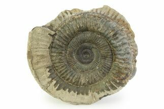Jurassic Ammonite (Dactylioceras) Fossil - England #351310