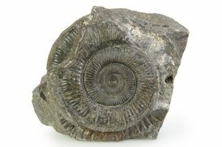 Jurassic Ammonite (Dactylioceras) Fossil - England #351313