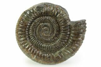 Jurassic Ammonite (Dactylioceras) Fossil - England #351315