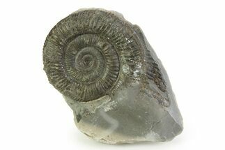 Jurassic Ammonite (Dactylioceras) Fossil - England #351316