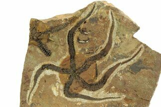 Detailed Ordovician Brittle Star (Ophiura) - Morocco #350638