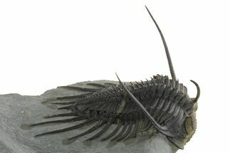 Kayserops megaspina Trilobite - Bou Lachrhal, Morocco #350539