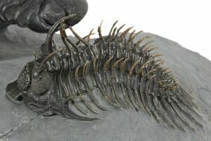 Amazing Spiny Comura Trilobite - 2.5