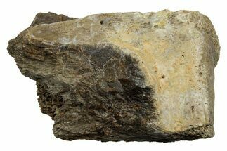 Fossil Tyrannosaur (T rex) Vertebra Section - Wyoming #350455