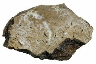 Fossil Tyrannosaur (T rex) Vertebra Section - Wyoming #350458