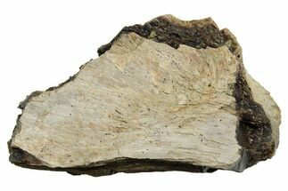 Fossil Tyrannosaur (T rex) Vertebra Section - Wyoming #350459