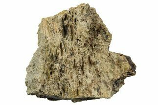 Fossil Tyrannosaur (T rex) Vertebra Section - Wyoming #350461