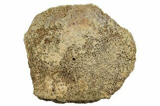 Fossil Tyrannosaur (T rex) Vertebra Section - Wyoming #350463
