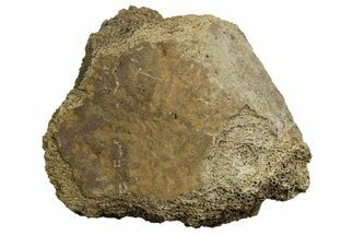 Fossil Tyrannosaur (T rex) Vertebra Section - Wyoming #350464