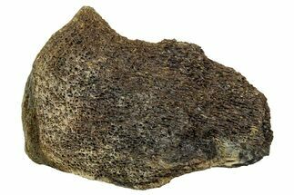 Fossil Tyrannosaur (T rex) Vertebra Section - Wyoming #350467