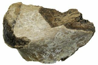 Fossil Tyrannosaur (T rex) Vertebra Section - Wyoming #350471