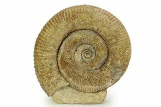 Jurassic Ammonite (Stephanoceras) Fossil - England #351340