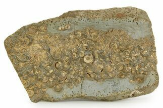 Ammonite (Promicroceras & Cymbites) Cluster - England #351348